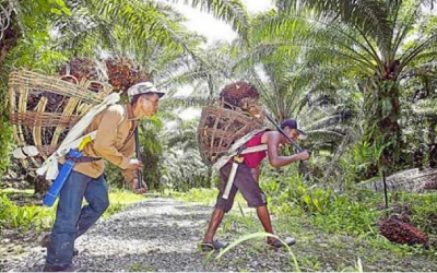 BALADA BURUH PERKEBUNAN KELAPA SAWIT