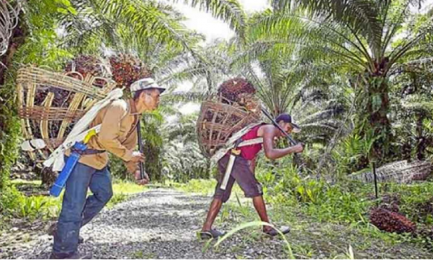BALADA BURUH PERKEBUNAN KELAPA SAWIT
