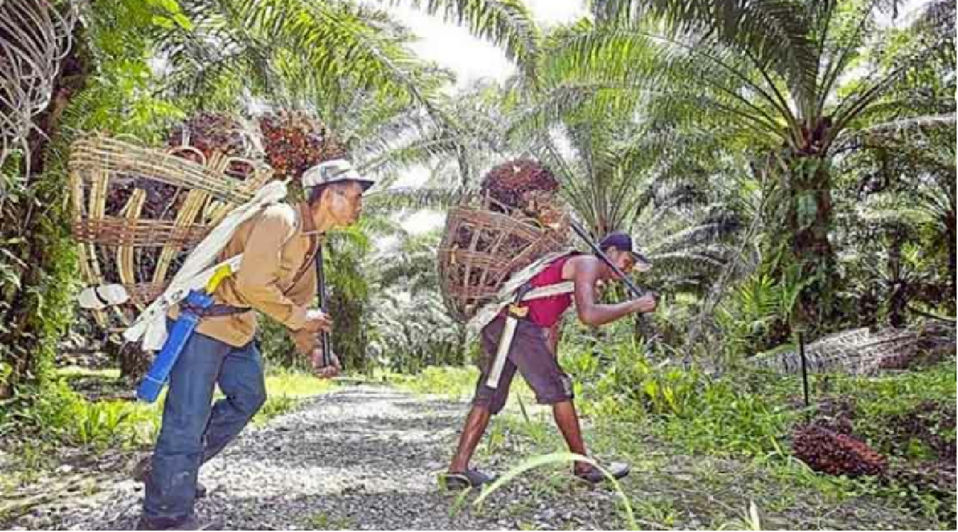 BALADA BURUH PERKEBUNAN KELAPA SAWIT - SERIKAT PEKERJA NASIONAL