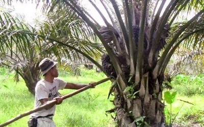 BALADA UPAH BURUH SAWIT
