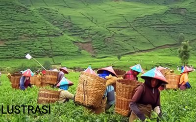 UPAH MINIMUM KHUSUS PEKERJA PERKEBUNAN DI JAWA BARAT