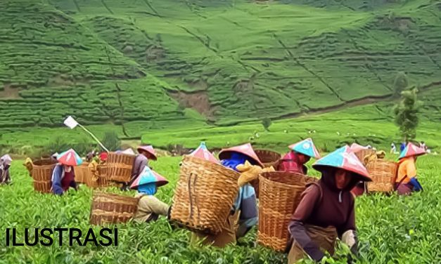 UPAH MINIMUM KHUSUS PEKERJA PERKEBUNAN DI JAWA BARAT