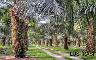 KELAPA SAWIT YANG TERUS TERUSIK KEBERADAANNYA