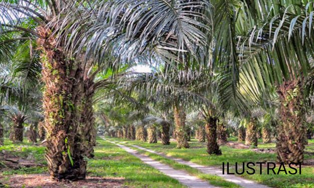 KELAPA SAWIT YANG TERUS TERUSIK KEBERADAANNYA