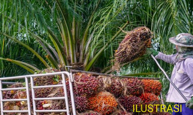 MELINDUNGI PEKERJA PERKEBUNAN SAWIT DI KALIMANTAN TIMUR