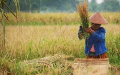 KPA SEBUT, RUU CIPTA KERJA MENGANCAM KELUARGA PETANI
