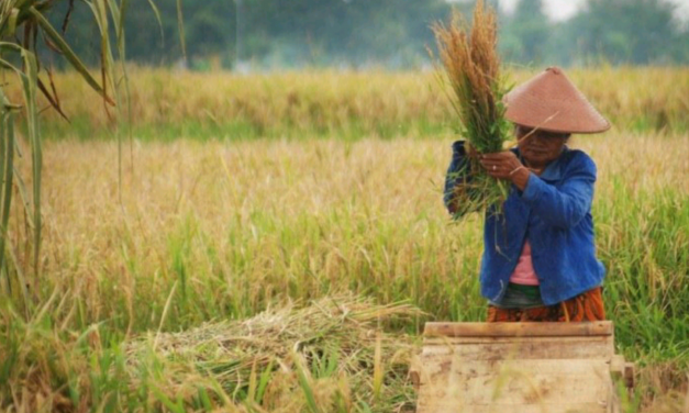 KPA SEBUT, RUU CIPTA KERJA MENGANCAM KELUARGA PETANI