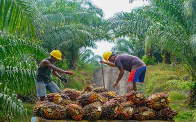 INDUSTRI SAWIT TIDAK TERDAMPAK COVID-19