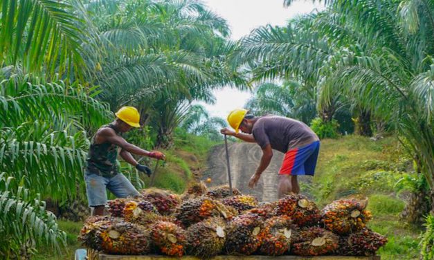 INDUSTRI SAWIT MENGHIDUPI 16 JUTA ORANG