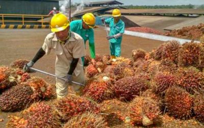 INDUSTRI SAWIT MALAYSIA KEKURANGAN TENAGA KERJA