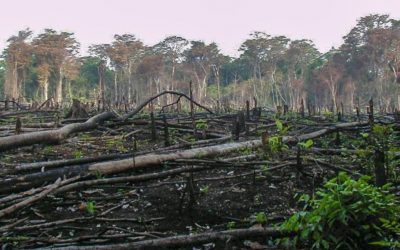 RUU CIPTA KERJA DISINYALIR MERUSAK KEBERLANGSUNGAN HUTAN