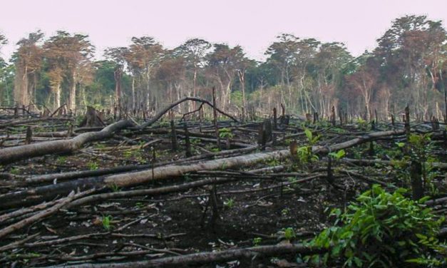 UU CIPTA KERJA MENGANCAM KEBERLANGSUNGAN HUTAN