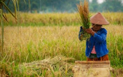 DUTA PETANI RAGU RUU CIPTA KERJA LINDUNGI PETANI