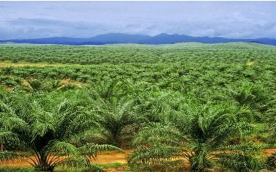 UU CIPTA KERJA LEMAHKAN UPAYA PENINDAKAN PERKEBUNAN ILEGAL