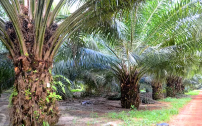LEGALITAS LAHAN MENJADI SEBAB PETANI SULIT MENDAPATKAN SERTIFIKAT ISPO