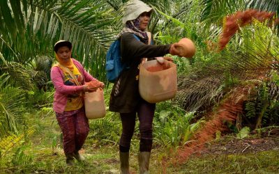 PEKERJA PEREMPUAN PERLU PERLINDUNGAN EXTRA DI PERKEBUNAN SAWIT