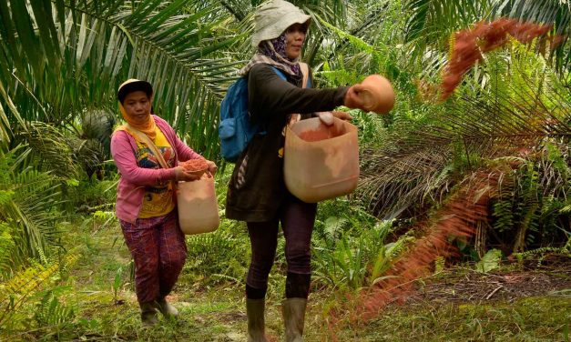 PEKERJA PEREMPUAN PERLU PERLINDUNGAN EXTRA DI PERKEBUNAN SAWIT