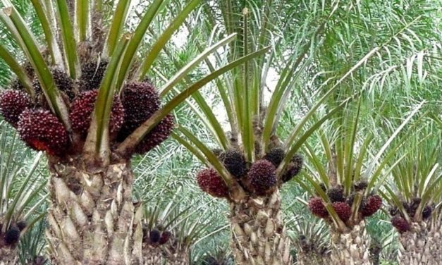 HARGA TBS TURUN, DISINYALIR PERLAWANAN PENGUSAHA