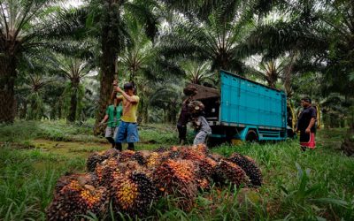 MENAKER UNGKAPKAN BAHWA 70 PERSEN PEKERJA SAWIT ADALAH PEKERJA KONTRAK DAN HARIAN