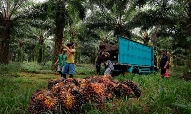 MENAKER UNGKAPKAN BAHWA 70 PERSEN PEKERJA SAWIT ADALAH PEKERJA KONTRAK DAN HARIAN