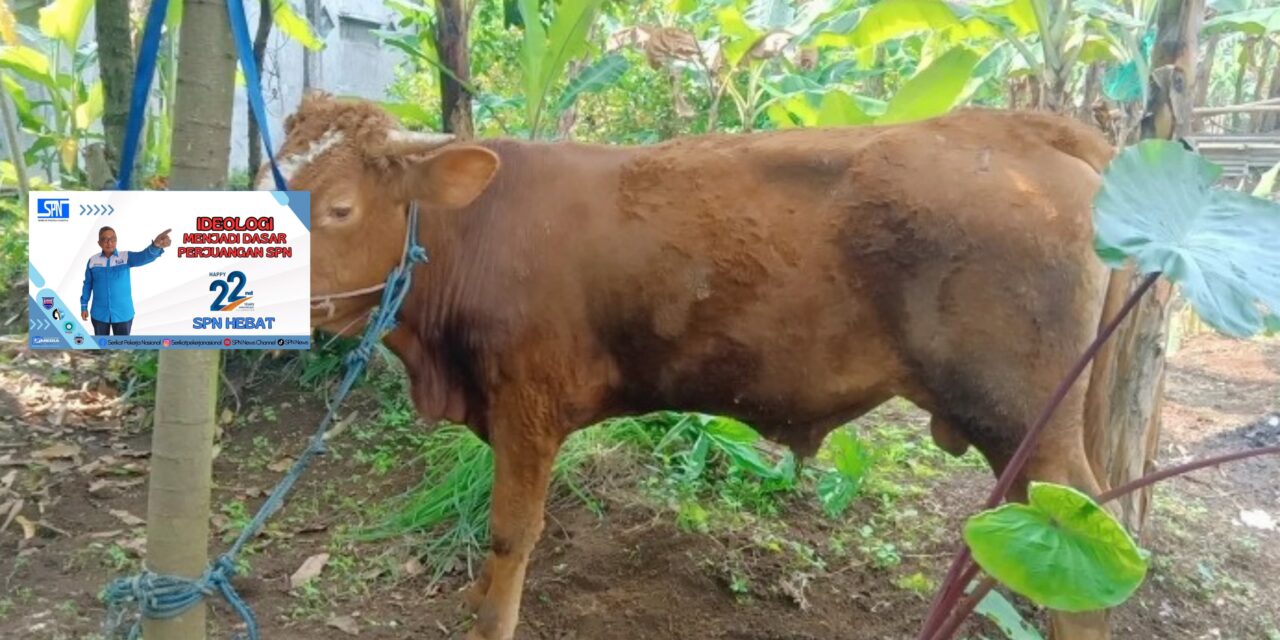 Ulang Tahun ke-22 SPN Bertepatan dengan Idul Adha 1446 H: Wujudkan Solidaritas dan Kepedulian Sosial