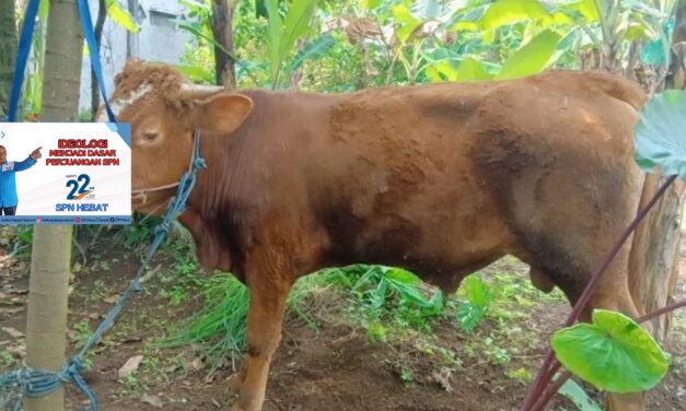 Ulang Tahun ke-22 SPN Bertepatan dengan Idul Adha 1446 H: Wujudkan Solidaritas dan Kepedulian Sosial