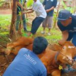 HUT ke-22 SPN: Berbagi Daging Kurban Idul Adha di Bogor